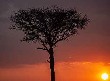 Entim Masai Mara: Untergehende Sonne