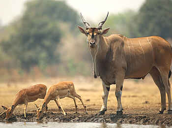 Kavinga Safari Camp: Elenantilope Kavinga Safari Camp: Elenantilope