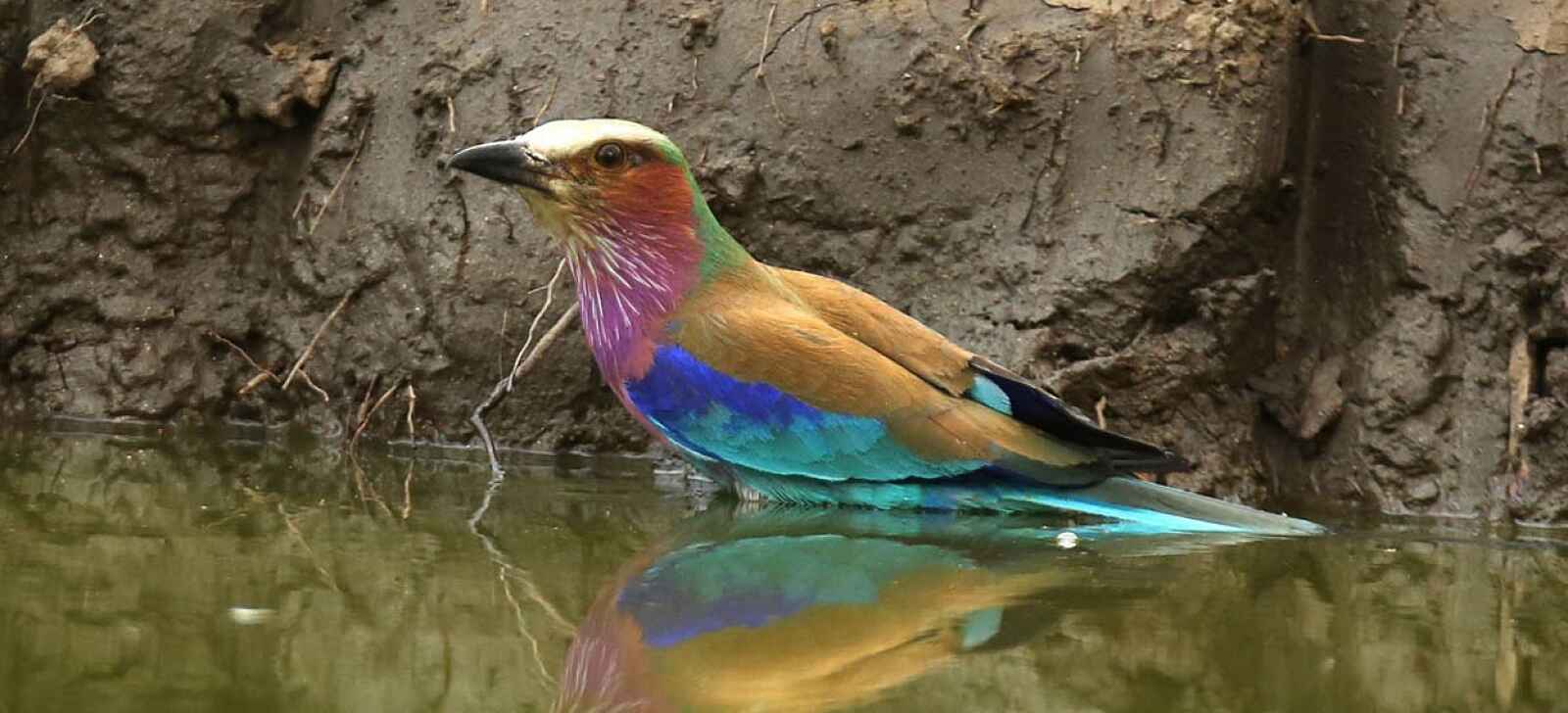 Kavinga Safari Camp: Lilac Breasted Roller Kavinga Safari Camp: Lilac Breasted Roller