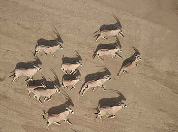 Koros Camp: Beisa-Oryx-Antilopen aus der Luft