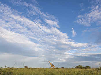 Leopard Plains: Giraffe in der Savanne Leopard Plains: Giraffe in der Savanne