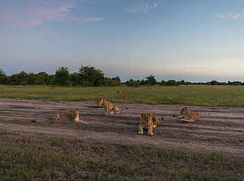 Leopard Plains: Löwen in den Nxai Pans Leopard Plains: Löwen in den Nxai Pans