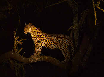 Mihingo Lodge: Leopard beim Night Drive Mihingo Lodge: Leopard beim Night Drive