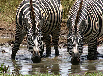 Richards River Camp: Zwei Zebras Richards River Camp: Zwei Zebras