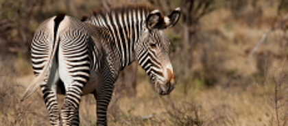 Samburu & Shaba