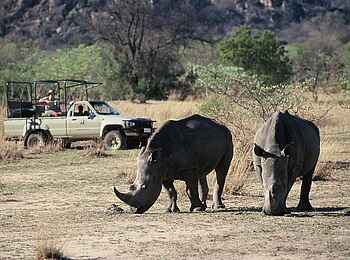 Big Cave Camp: Nashornpärchen