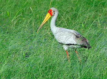 Camelthorn Lodge: Nimmersatt Camelthorn Lodge: Nimmersatt