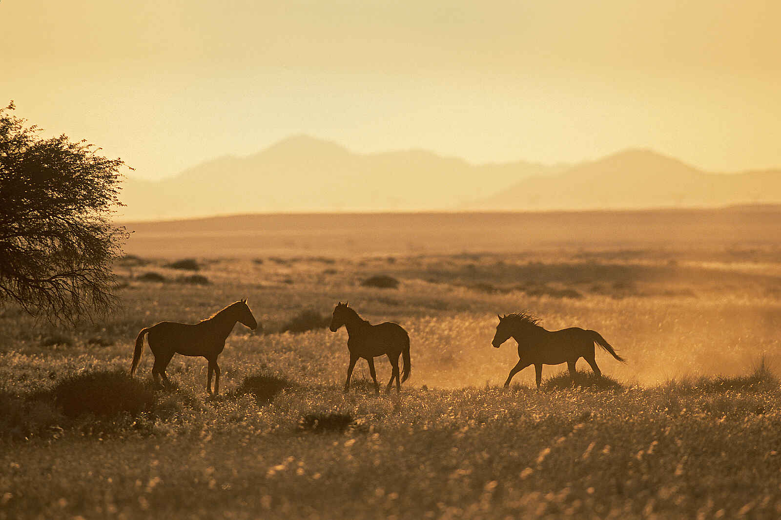 Desert Horse Inn: Wildpferde Desert Horse Inn: Wildpferde