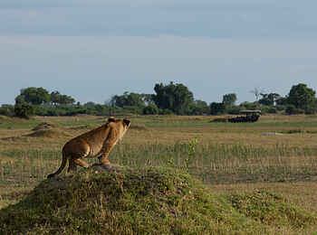 Duba Explorers Camp: Auf dem Game Drive