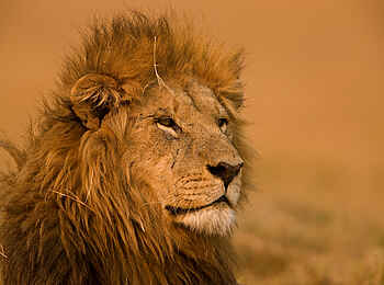 Duba Plains Camp: Löwe