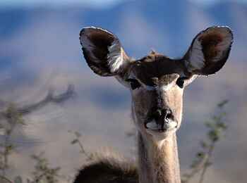 GocheGanas: Aufmerksame Antilope