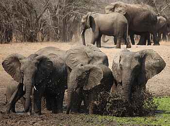 Island Bush Camp: Elefanten beim Schlammbad Island Bush Camp: Elefanten beim Schlammbad