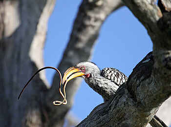 Kings Pool Camp: Erfolgreicher Hornrabe