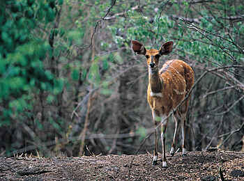 Kubu Lodge: Bushbuck Kubu Lodge: Bushbuck