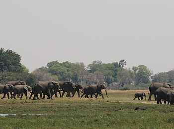 Kweene River Camp: Elefantenherde 