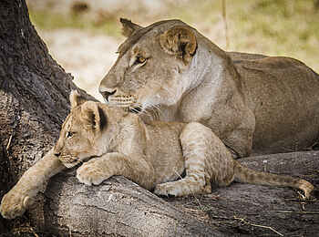 Kwihala Camp: Löwenmutter mit Löwenbaby