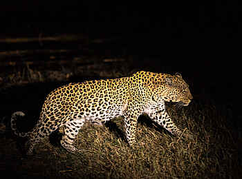 Little Duma Tau Camp: Leopard