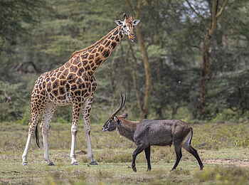 Loldia House: Antilope und Giraffe