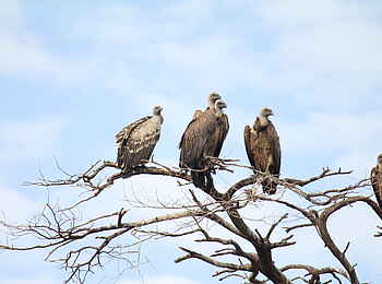 Manyara Ranch: Geier im Baum Manyara Ranch: Geier im Baum