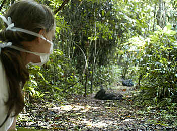 Mbali Mbali Mahale Lodge: Unterwegs im Wald