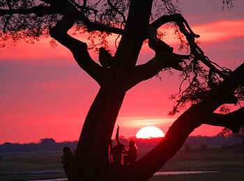 Muchenje Safari Lodge: Paviane im Sonnenuntergang