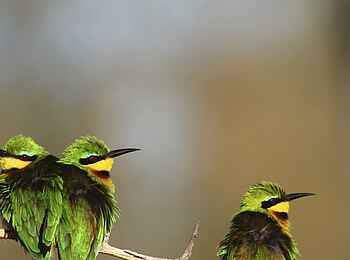 Nambwa Lodge: Vogelparade Nambwa Lodge: Vogelparade