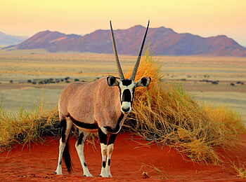 Namib Desert Lodge: Oryx Namib Desert Lodge: Oryx