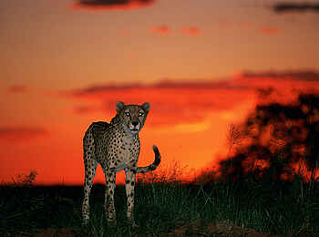 Okonjima Plains Camp: FGepard im Sonnenuntergang Okonjima Plains Camp: FGepard im Sonnenuntergang