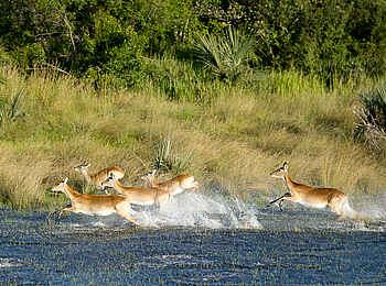 Pelo Camp: Fliehende Antilopen Pelo Camp: Fliehende Antilopen