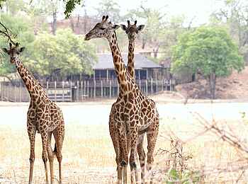 Puku Ridge Camp: Giraffen vor dem Camp Puku Ridge Camp: Giraffen vor dem Camp