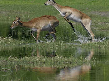 Sango Safari Camp: Rote Moorantilopen