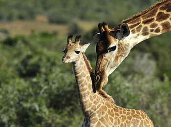 Sindile Luxury Tented Camp: Giraffe mit Jungtier Sindile Luxury Tented Camp: Giraffe mit Jungtier