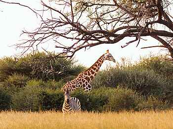 Thamo Telele Camp: Giraffe und Zebra Thamo Telele Camp: Giraffe und Zebra