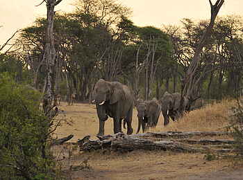 The Hide: Durstige Elefantenkühe The Hide: Durstige Elefantenkühe