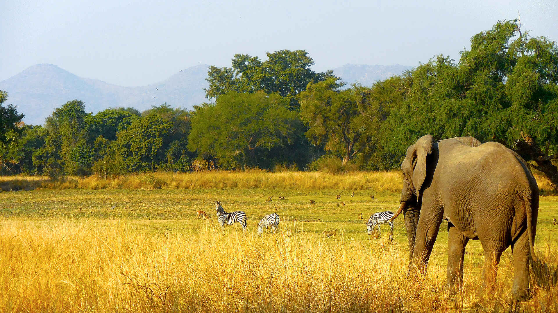 Kafunta Safaris, Kapamba River, Luangwa River, Lusangazi River, Sambia, South Luangwa, Three Rivers Camp, Bäume, Berge, Elefant, Tiere, Umgebung, Zebras, Afrikarma, Afrikarma Safaris, Afrikarma Safaris – Wildnis. Hautnah., afrikarma.de, South Luangwa National Park