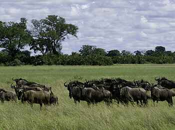 Tubu Tree: Gnuherde Tubu Tree: Gnuherde