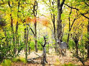 Zanji Suite at Tembo Plains Camp: Ein Zebra Zanji Suite at Tembo Plains Camp: Ein Zebra
