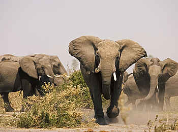 Zarafa Camp: Elefanten