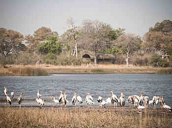 Jackalberry Tented Camp: Nimmersatt-Störche