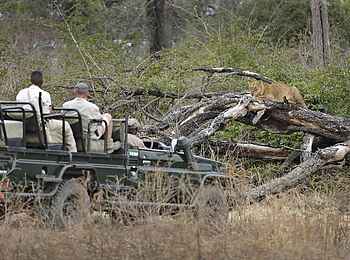 Lion Camp: Liegender Löwe