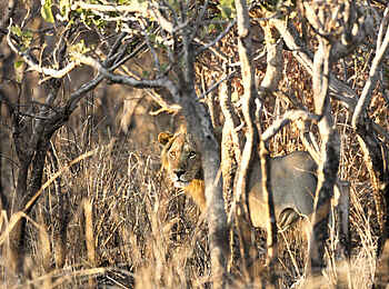 Mapazi Camp: Löwe im Busch