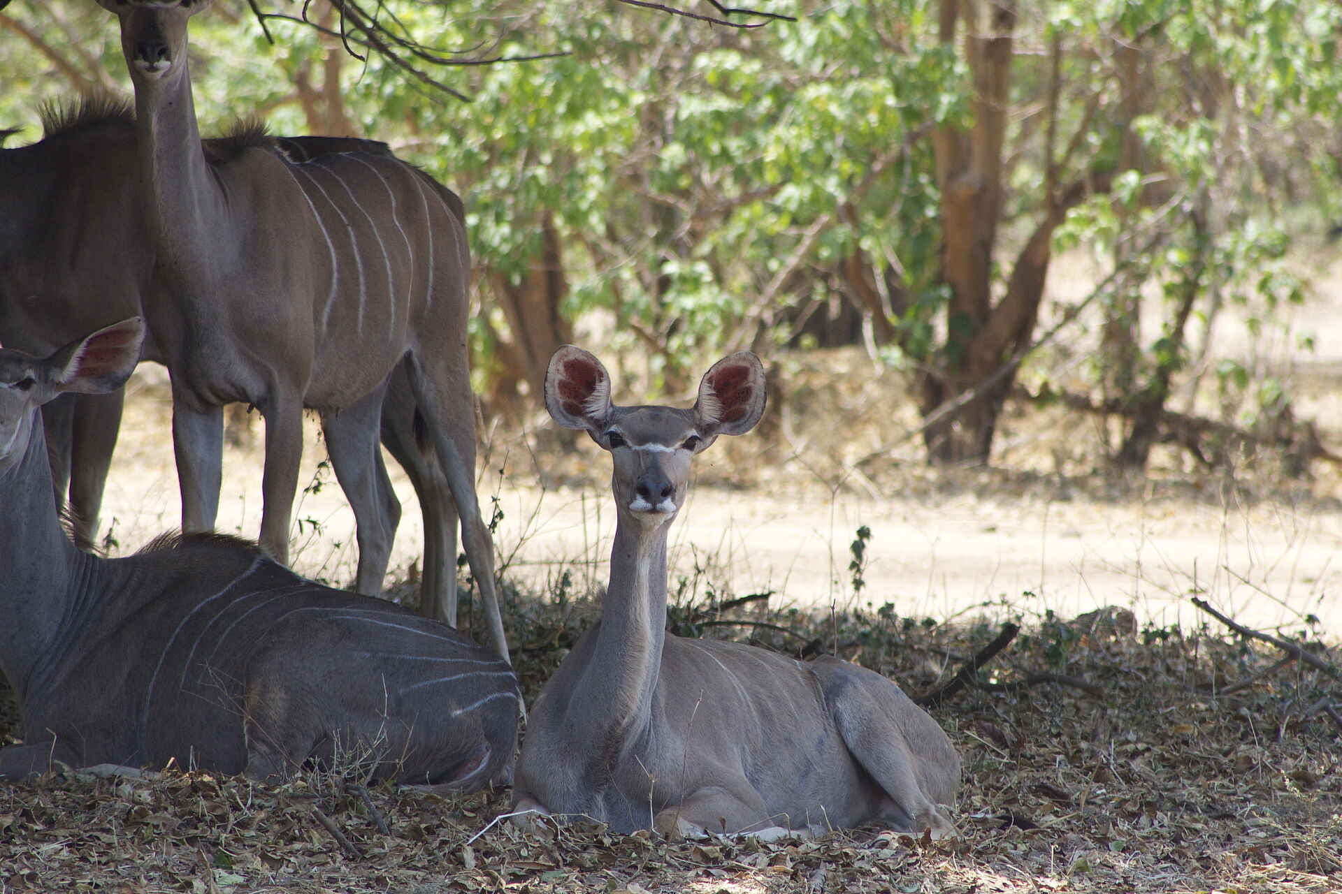 Anabezi Luxury Tented Camp: Antilopenherde