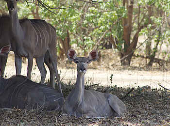 Anabezi Luxury Tented Camp: Antilopenherde