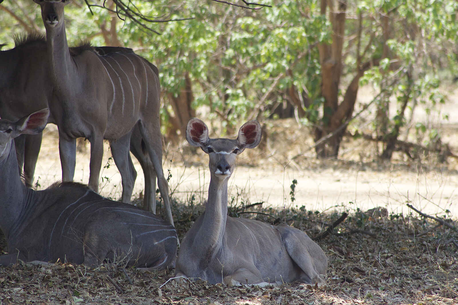 Anabezi Luxury Tented Camp: Antilopenherde Anabezi Luxury Tented Camp: Antilopenherde