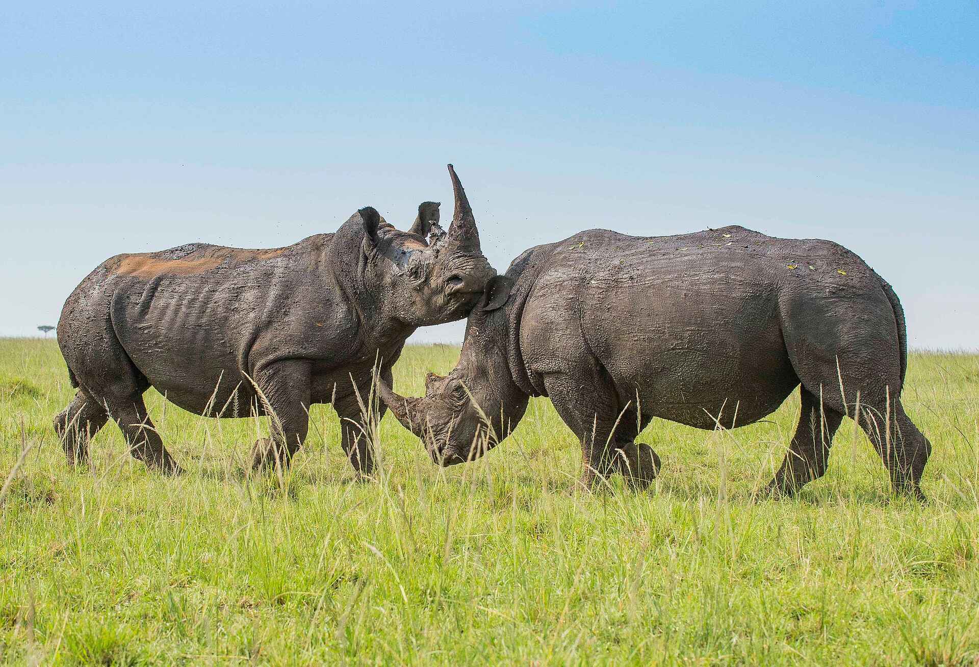 Basecamp Mara Houses: Zwei Nashörner