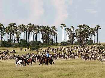 Camp Kalahari: Reiter begleiten die wandernden Zebras