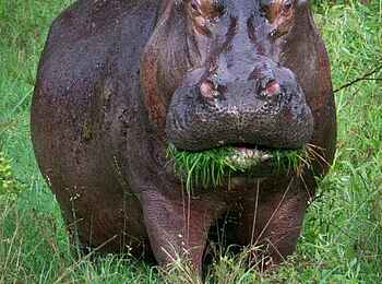 Camp Xakanaxa: Grasendes Nilpferd