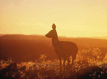 Canyon Lodge: Klippenspringer in der Nama-Karoo-Wüste
