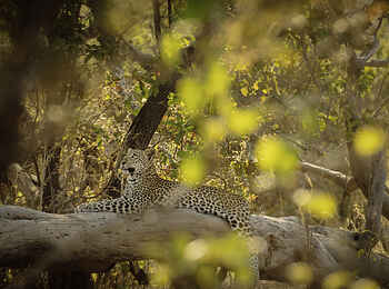 Charlie Ruaha Safari Camp: Leopard versteckt