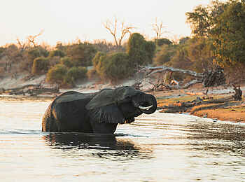 Chobe Princess: Ein Elefant im Fluss Chobe Princess: Ein Elefant im Fluss